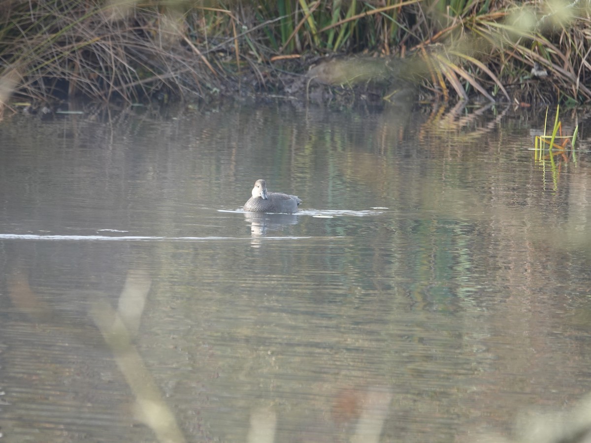 Ánade Friso - ML644376643