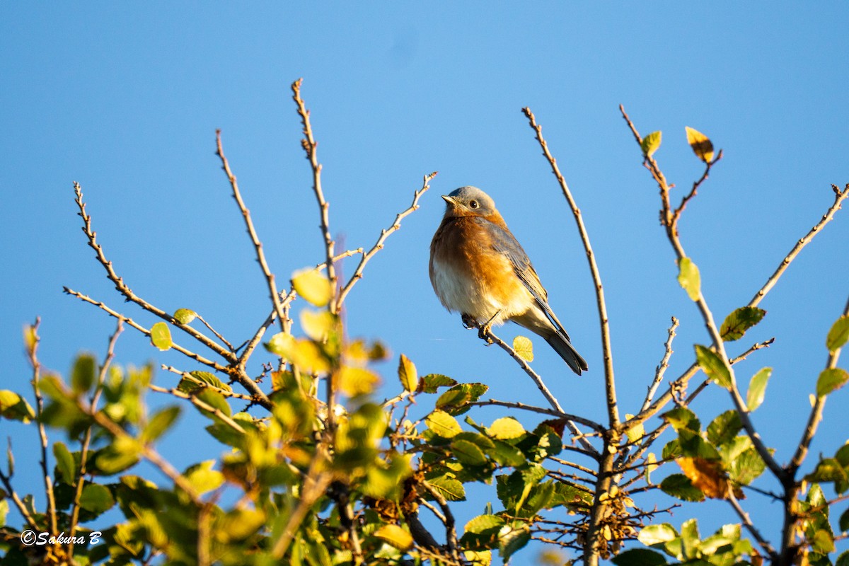 Eastern Bluebird - ML644376645