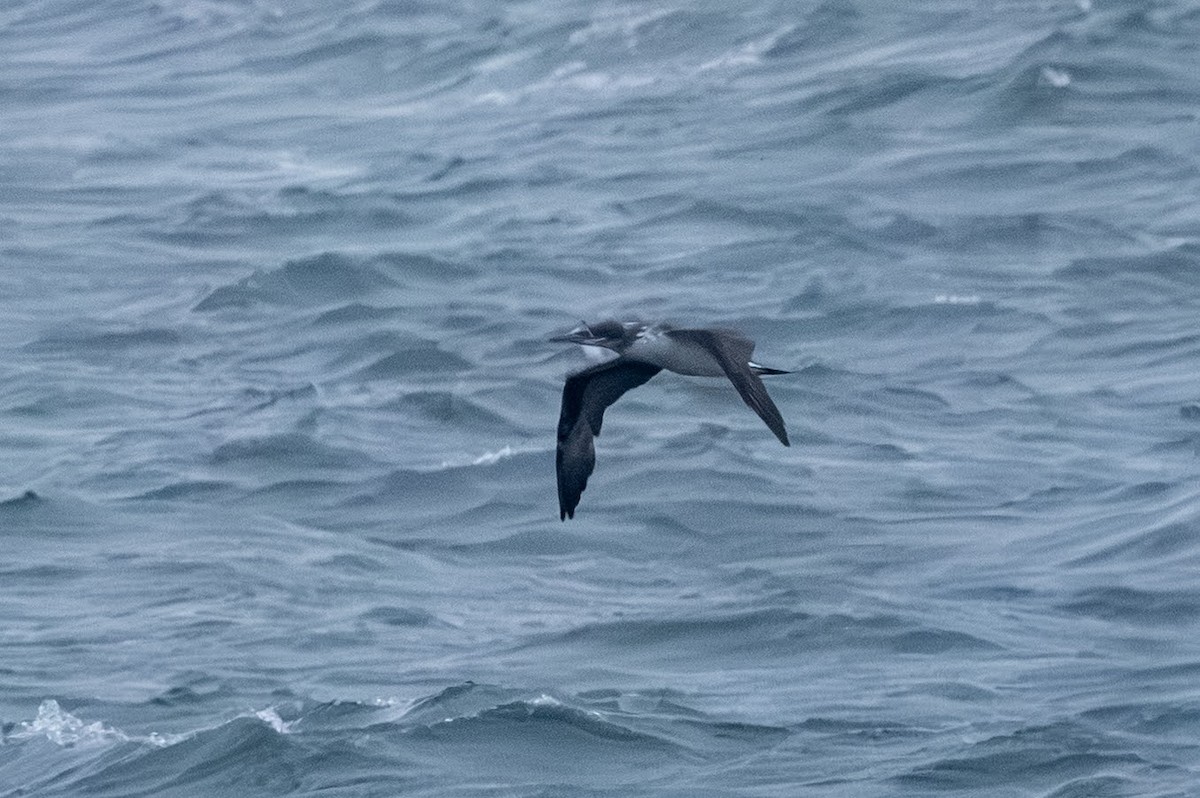 havsule - ML644376647