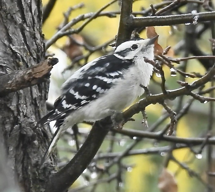 Downy Woodpecker - ML644376648