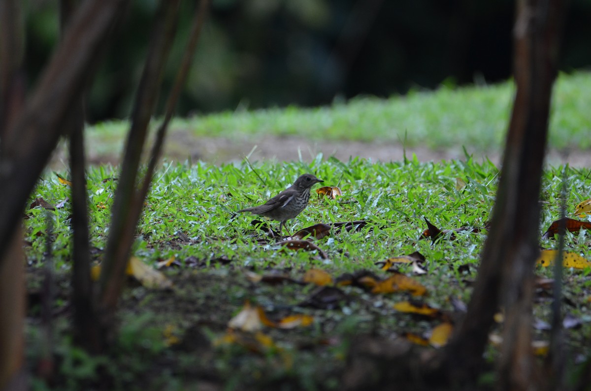 Grive à joues grises - ML644376649