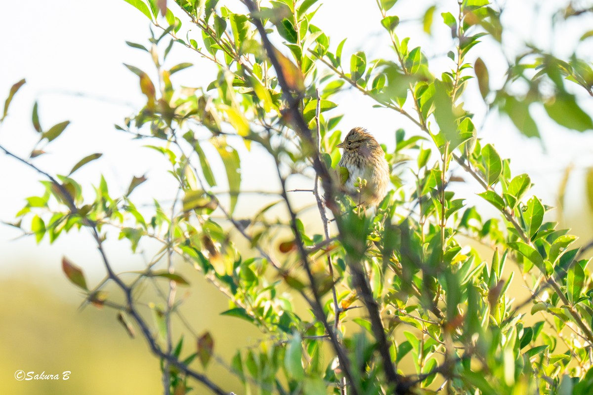 Lincoln's Sparrow - ML644376652