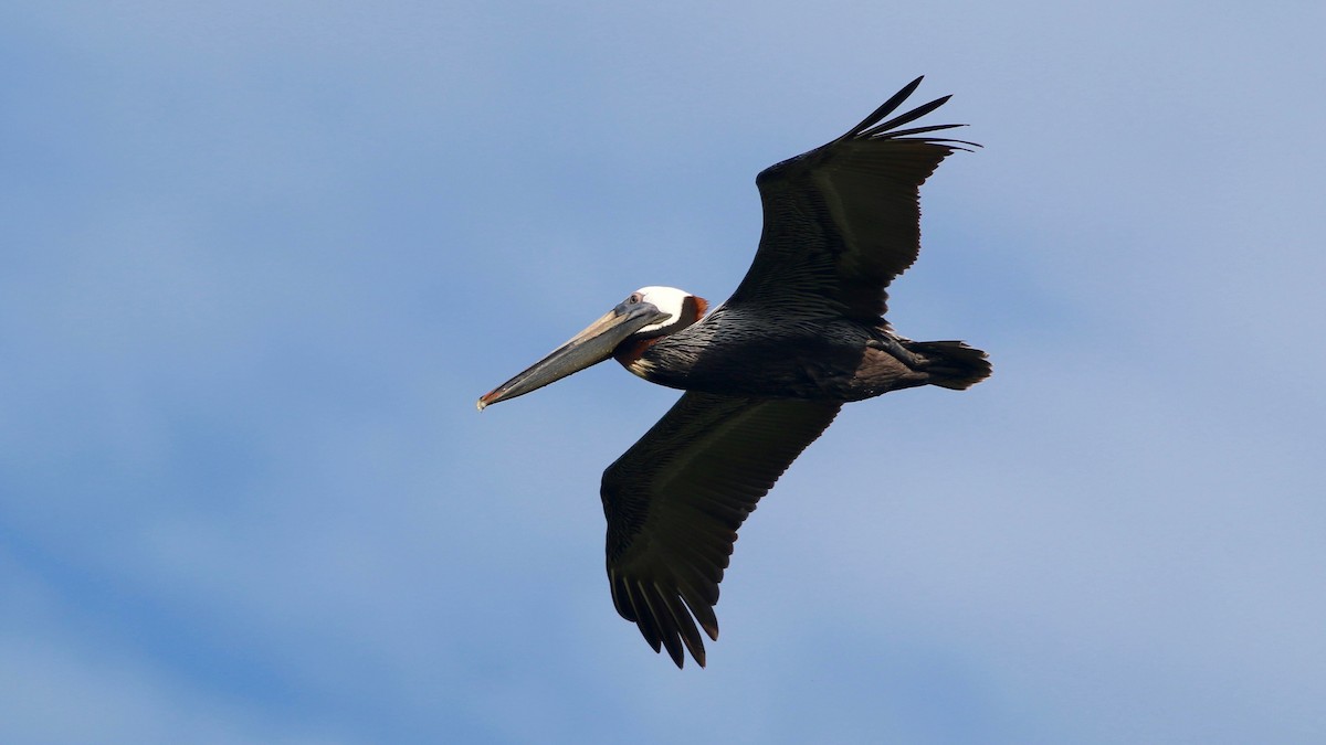 brunpelikan - ML644376655