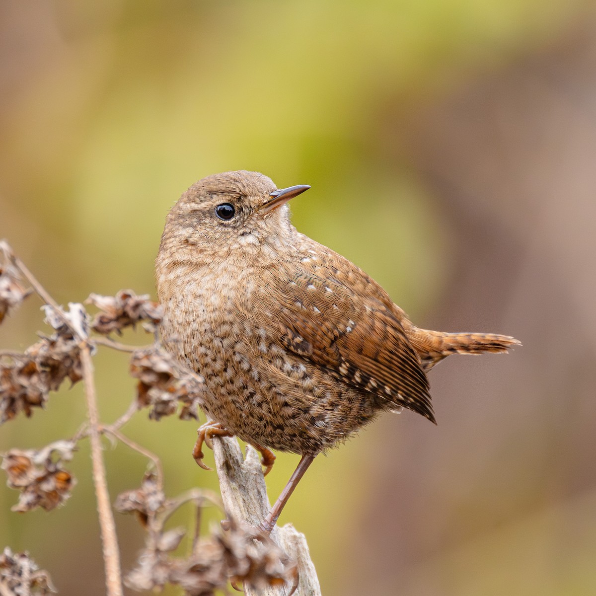 Winter Wren - ML644376661