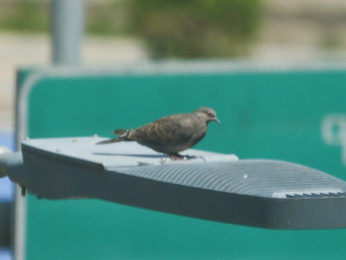 Dusky Turtle-Dove - ML644376665