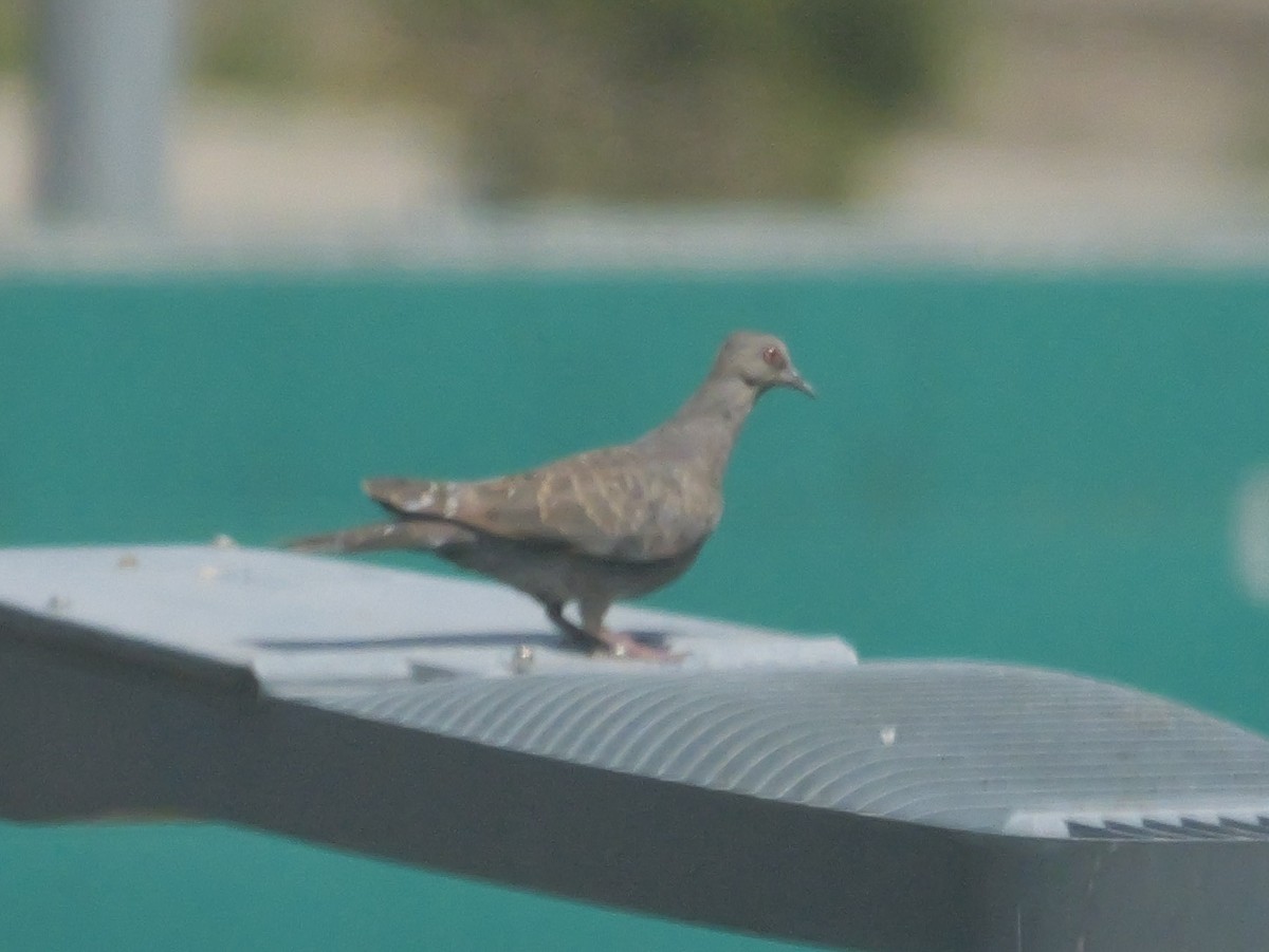 Dusky Turtle-Dove - ML644376666