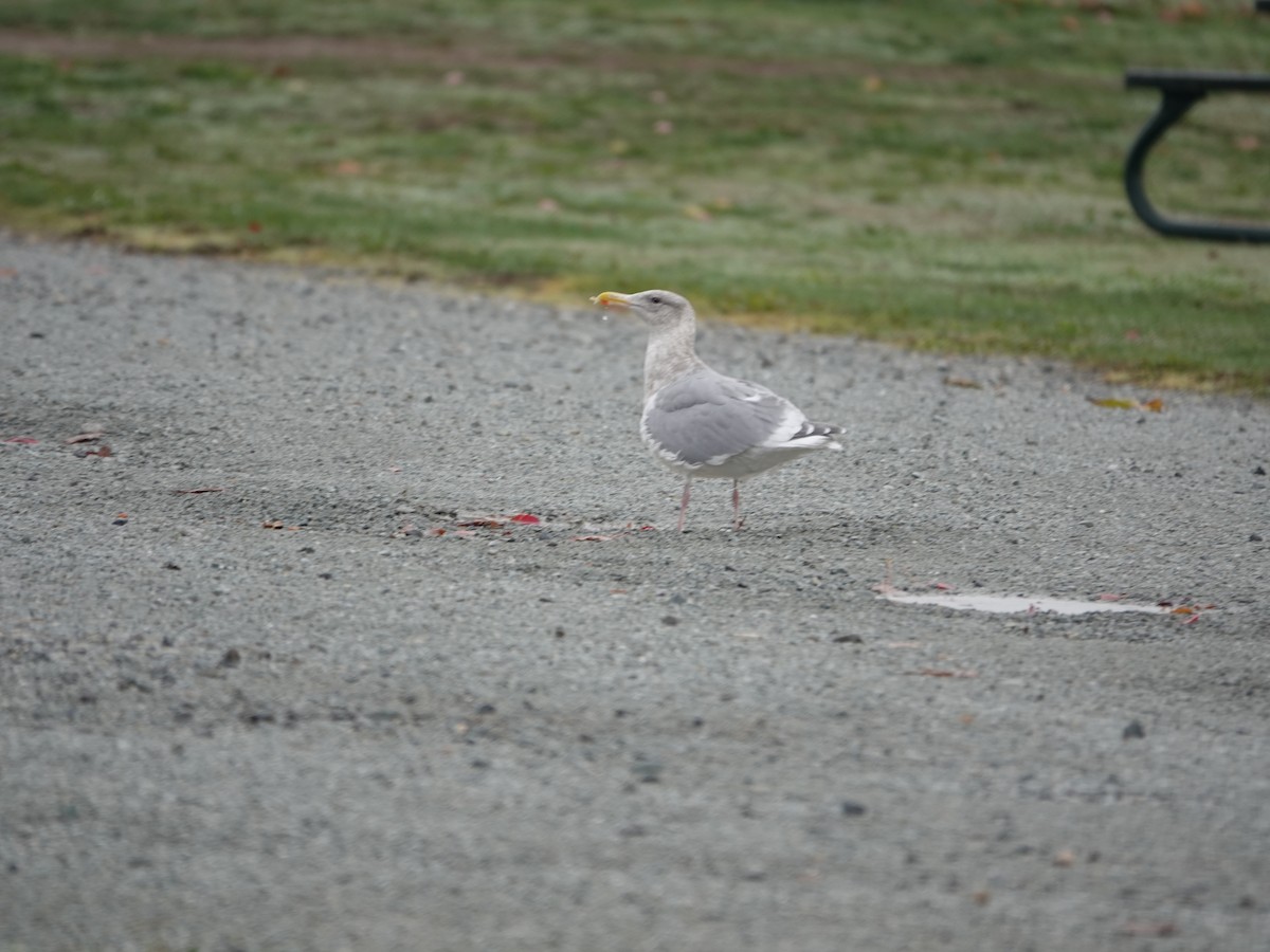 Glaucous-winged Gull - ML644376668
