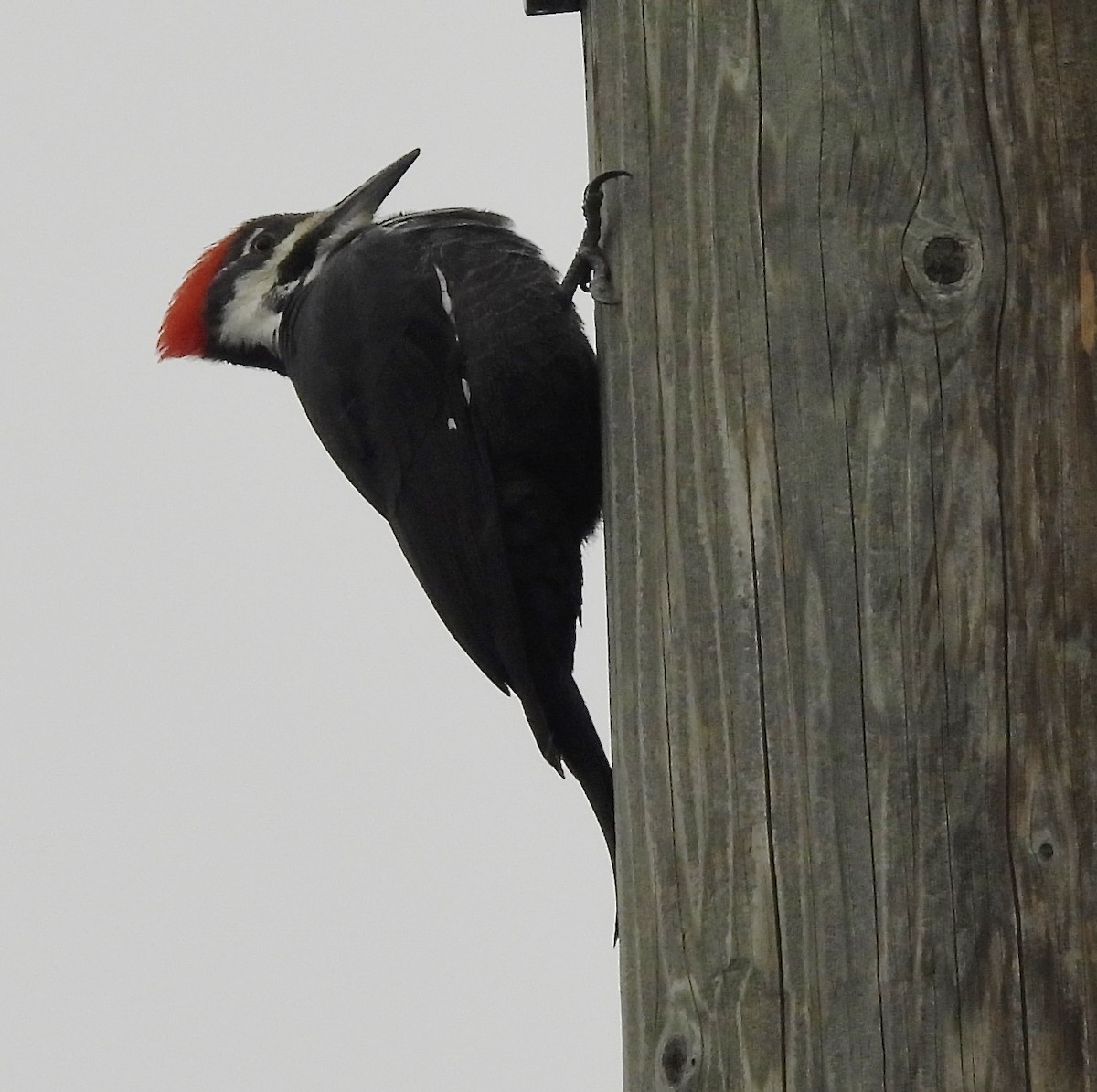 Pileated Woodpecker - ML644376669