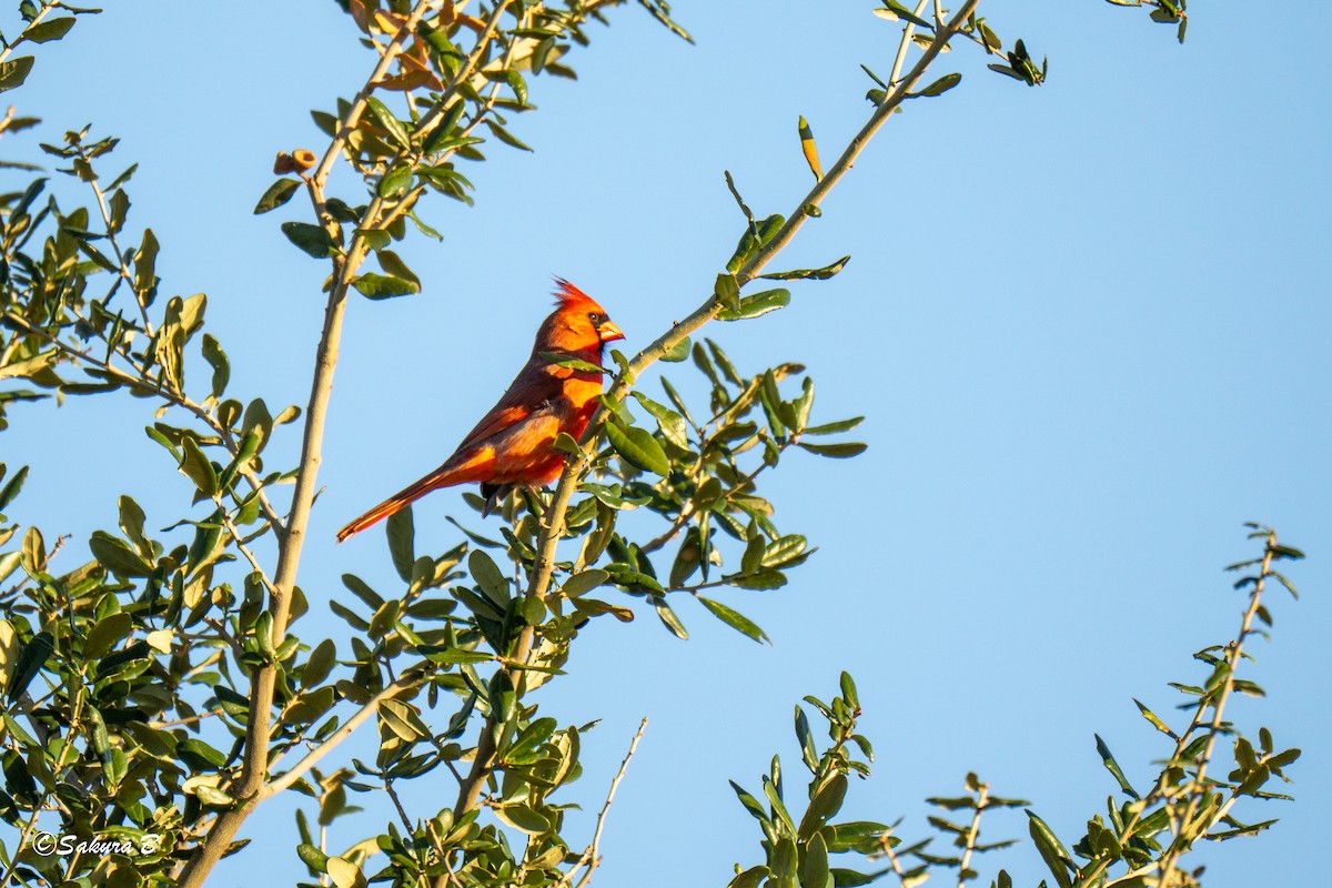 Northern Cardinal - ML644376671