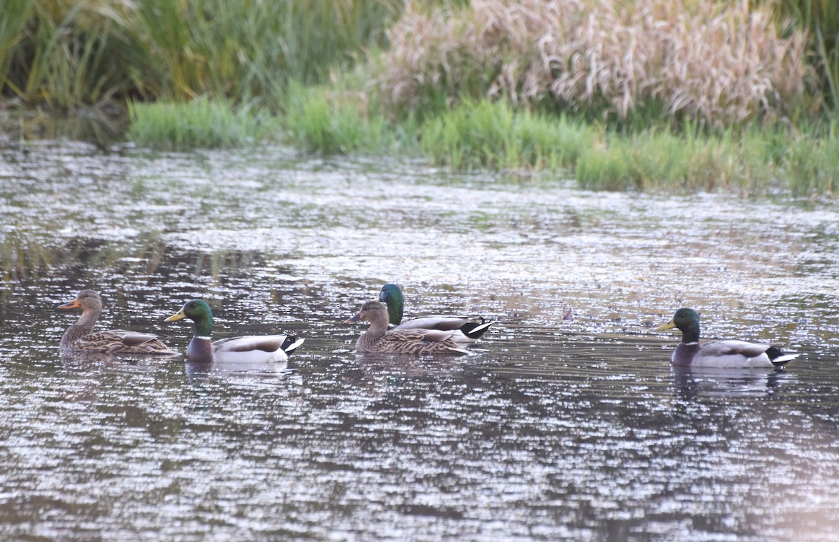 Canard colvert - ML644376685