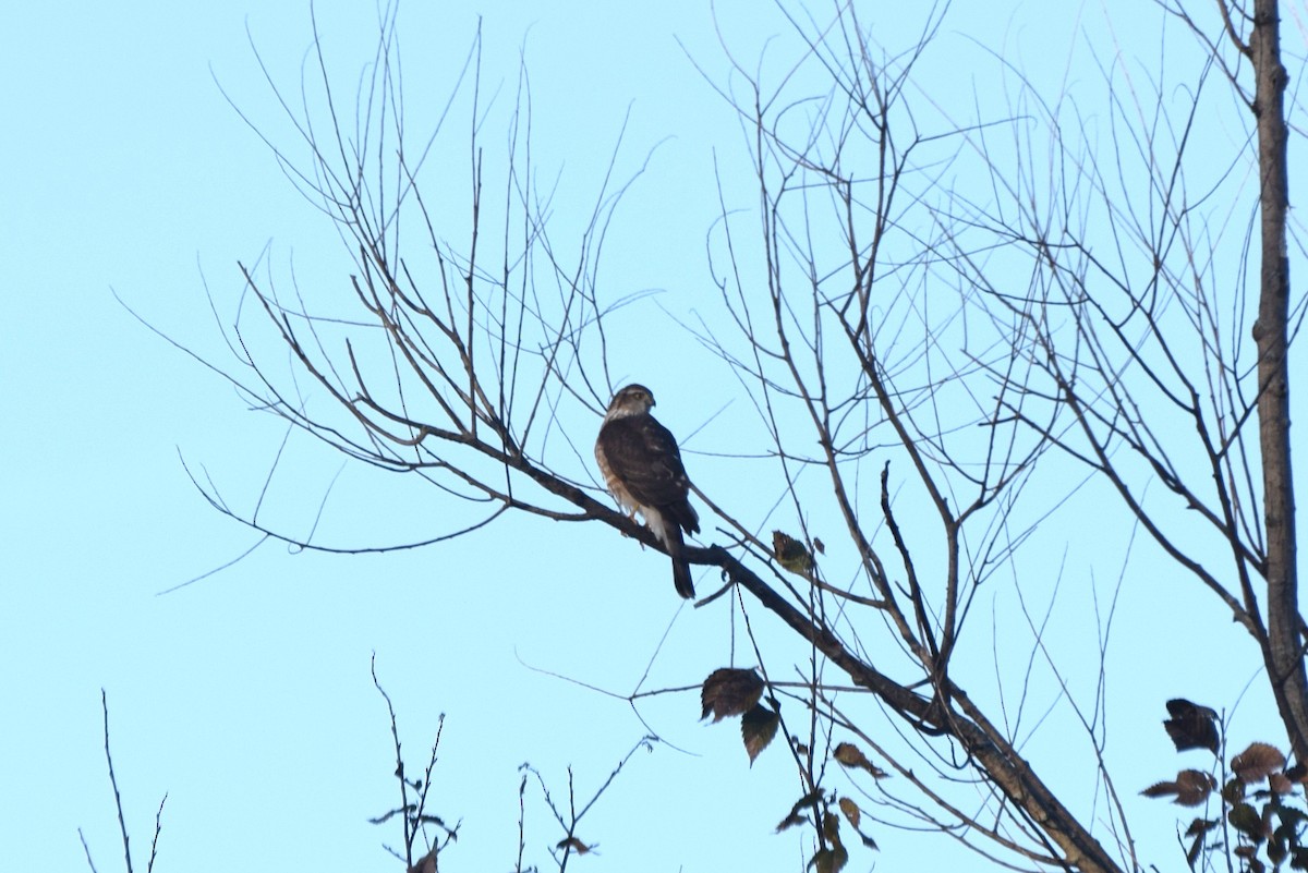 Épervier brun - ML644376695