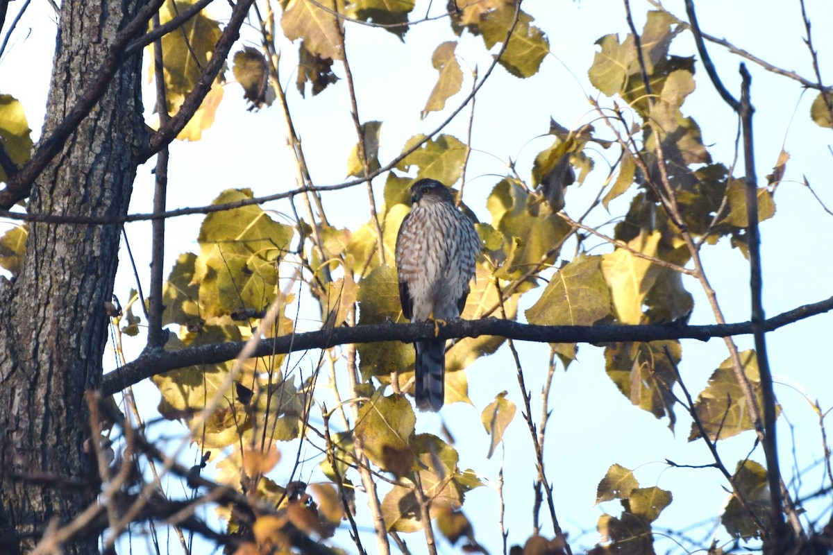 Épervier brun - ML644376696