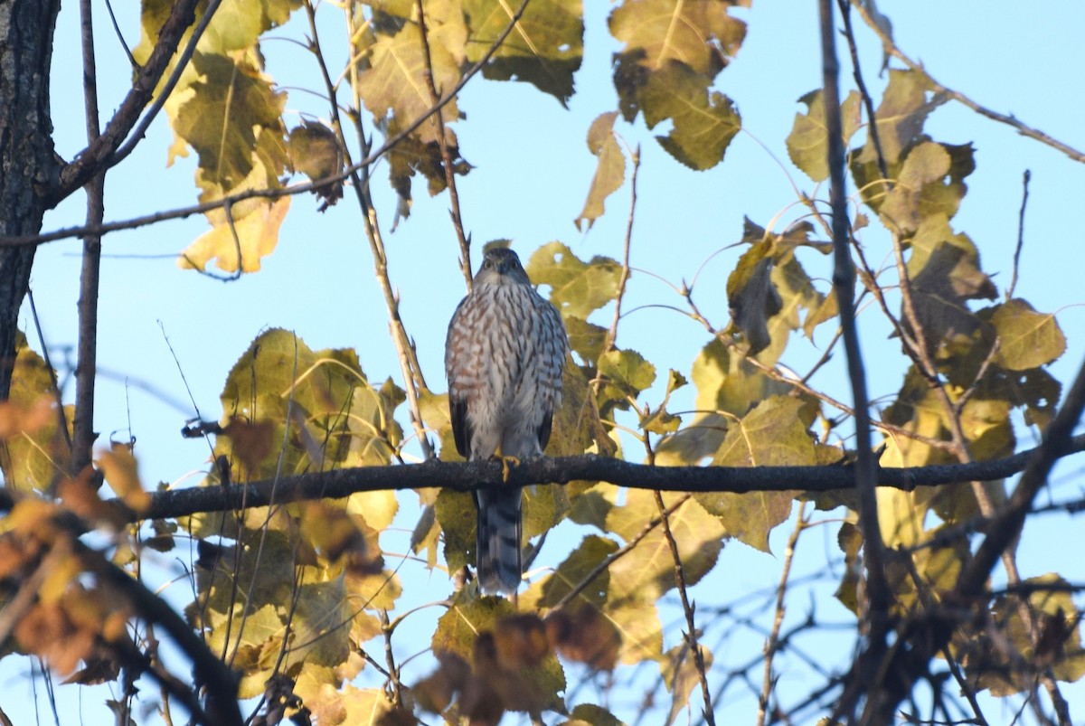 Épervier brun - ML644376697