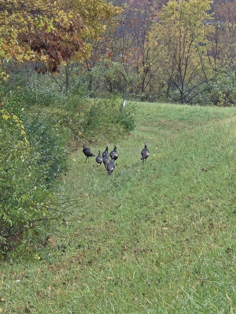 Wild Turkey - ML644376698