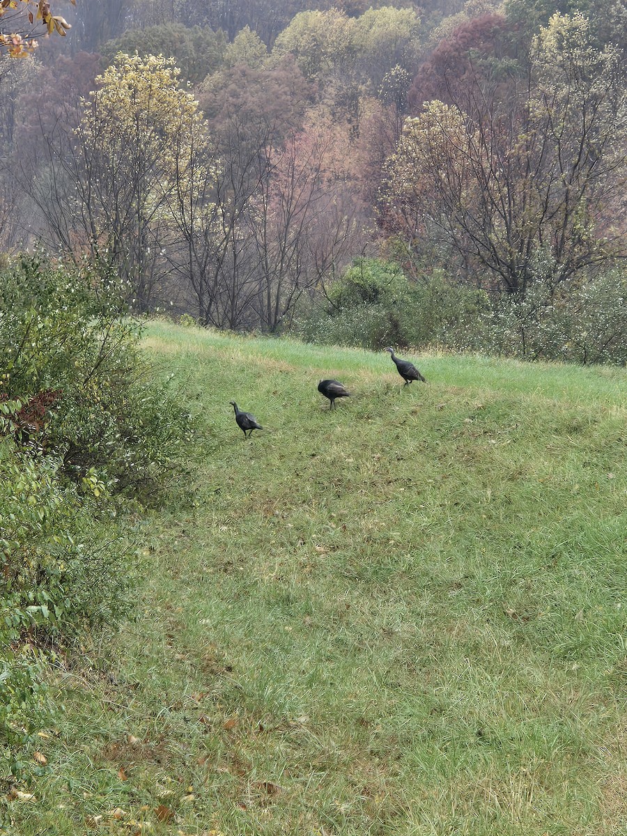 Wild Turkey - ML644376699