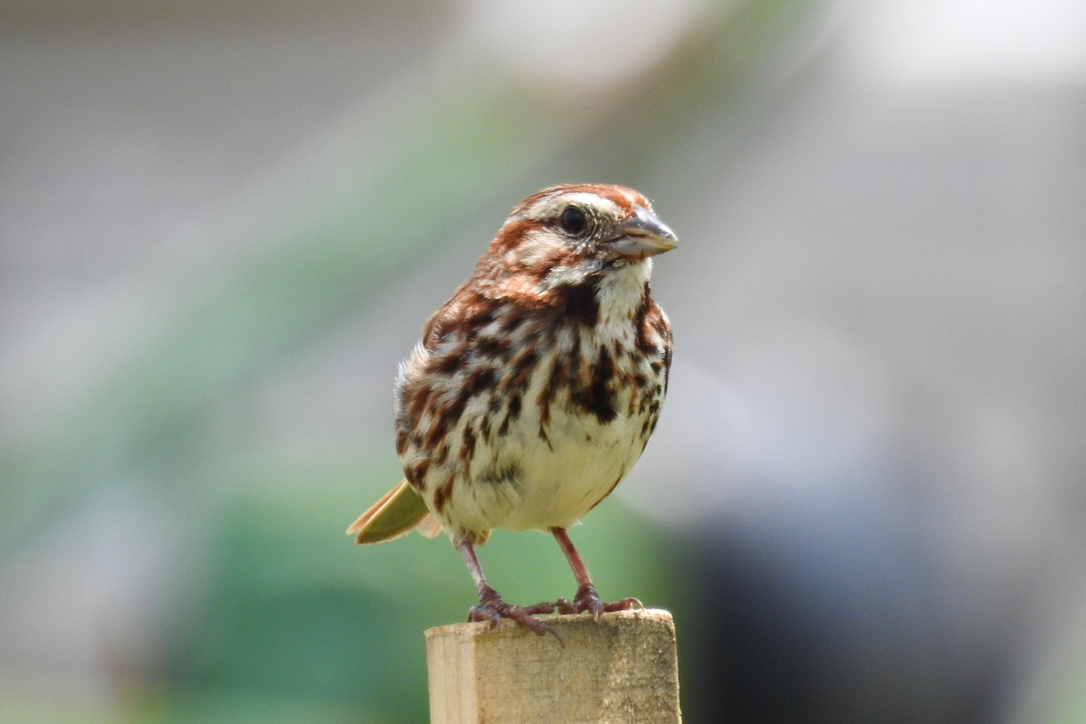 Song Sparrow - ML644376704