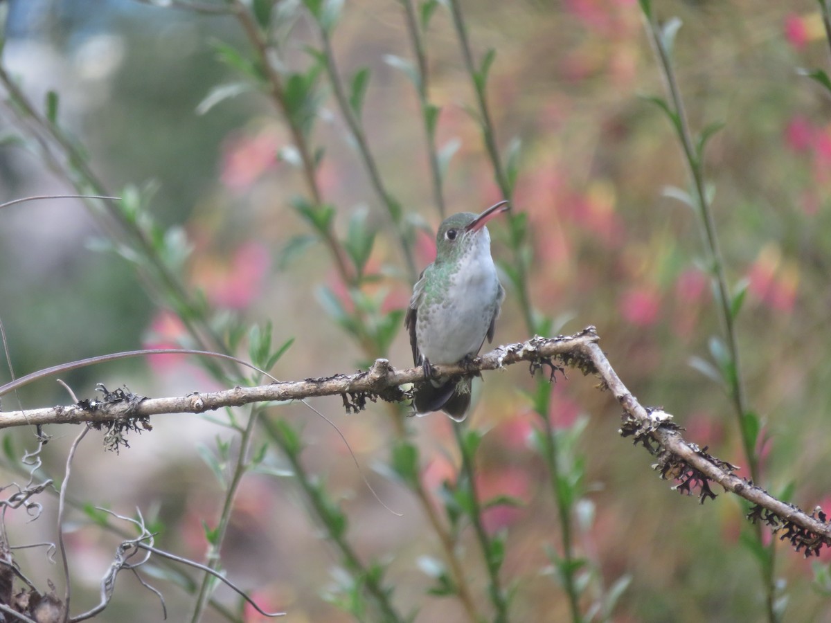 Green-and-white Hummingbird - ML644376718