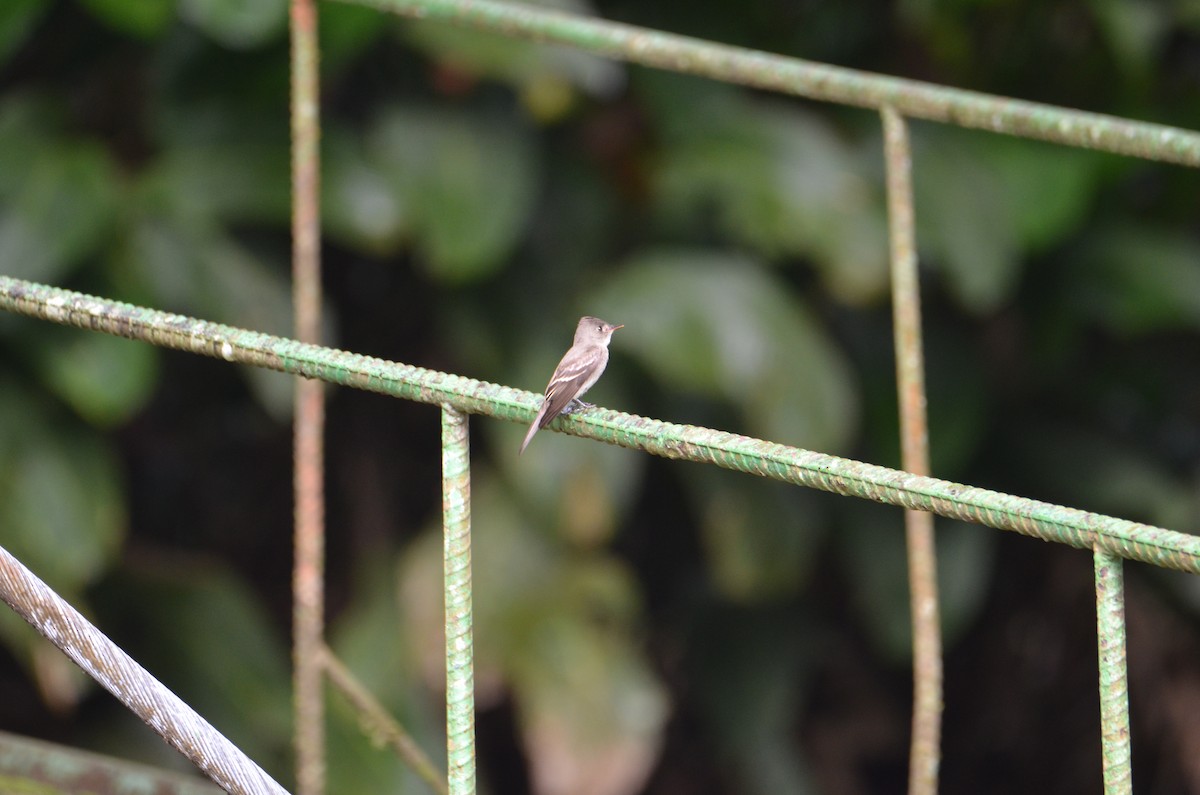 Eastern Wood-Pewee - ML644376722