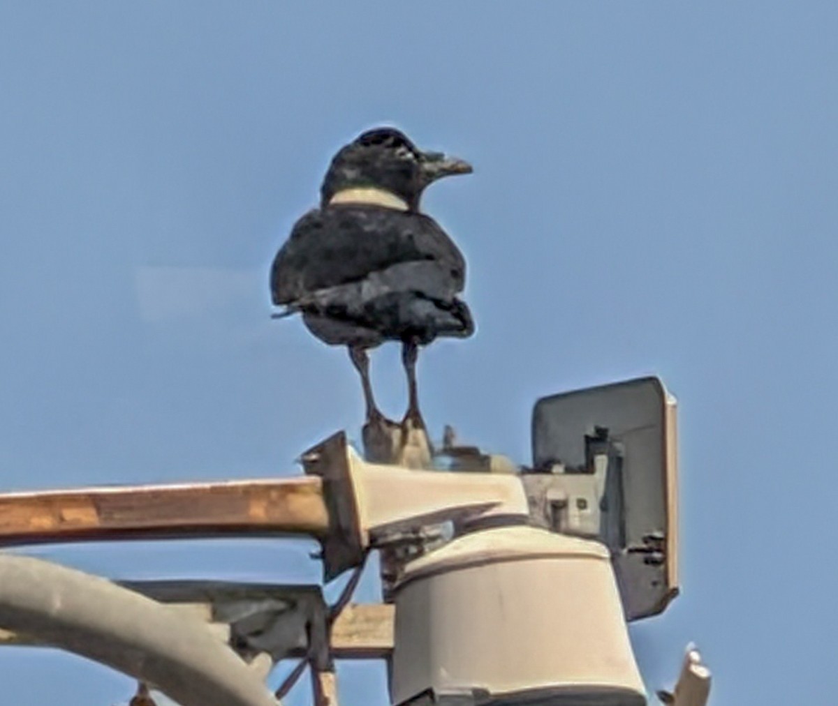 vrána černobílá - ML644376723