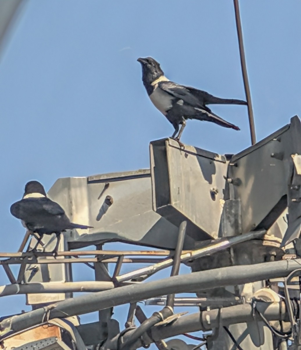 vrána černobílá - ML644376724