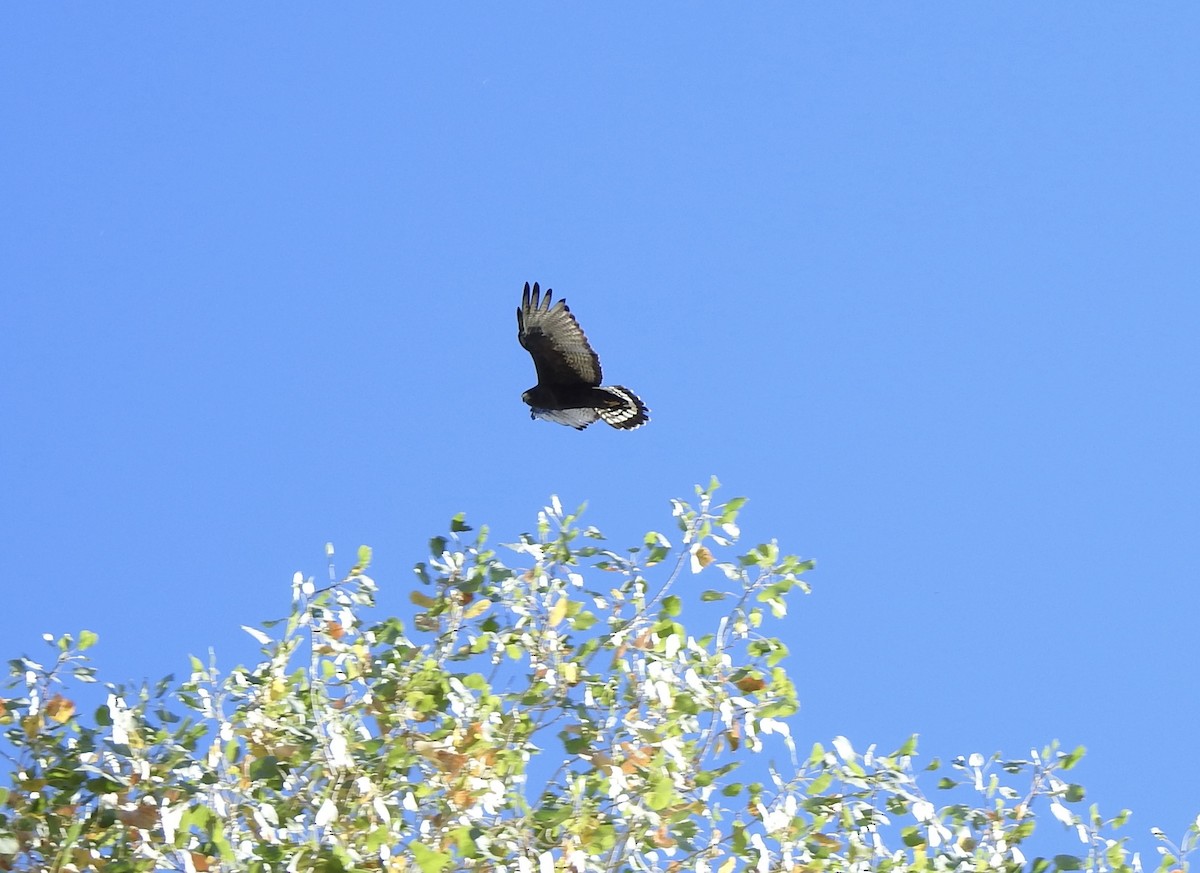 オビオノスリ - ML644376736