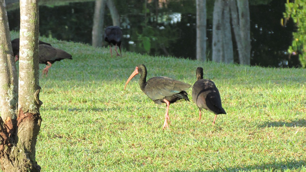 Bare-faced Ibis - ML644376739