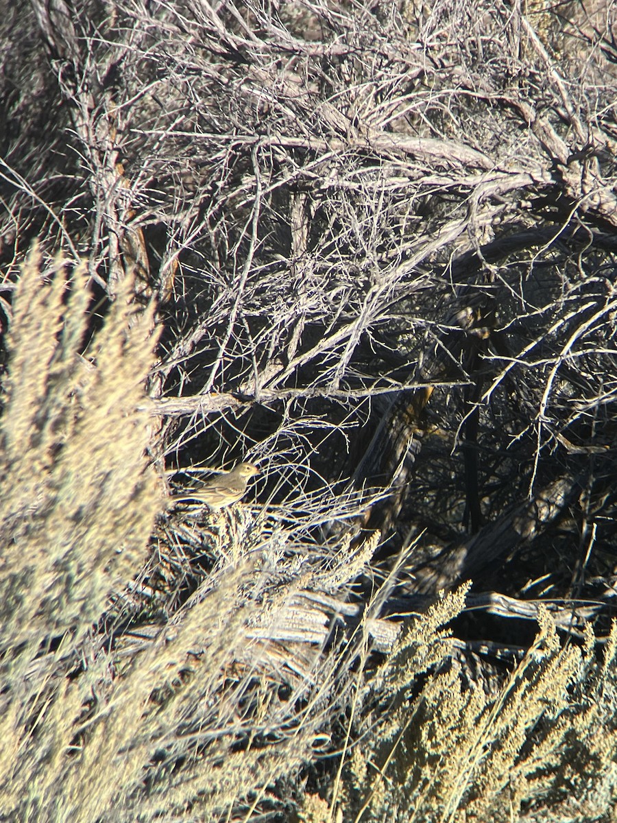 American Pipit - ML644376744