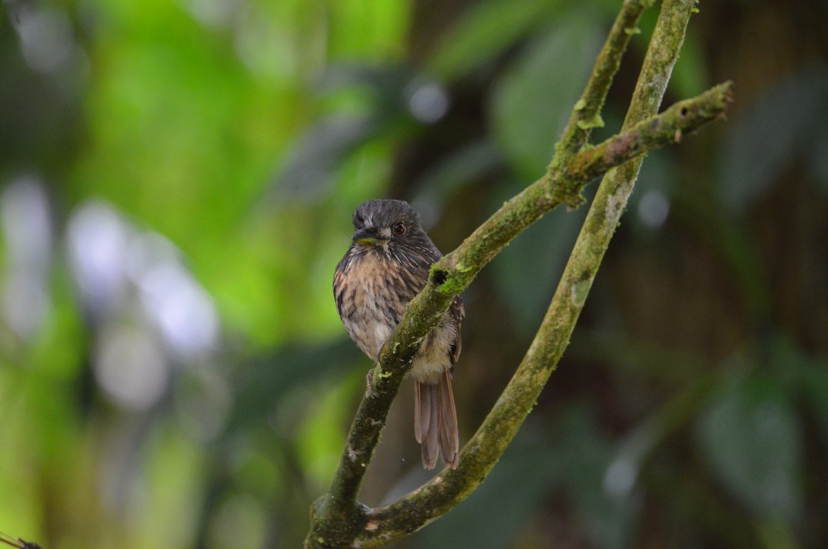 White-whiskered Puffbird - ML644376774