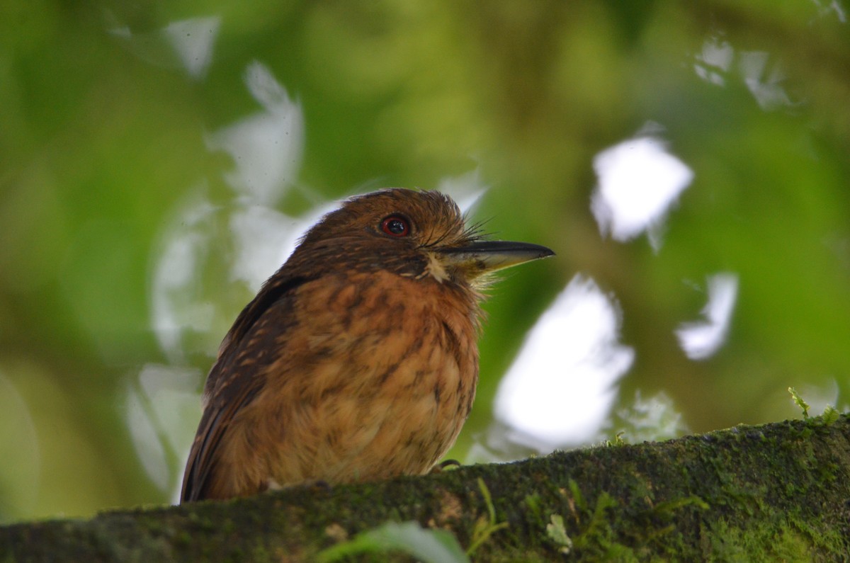 White-whiskered Puffbird - ML644376775