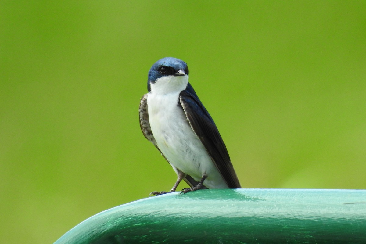 Tree Swallow - ML644376784