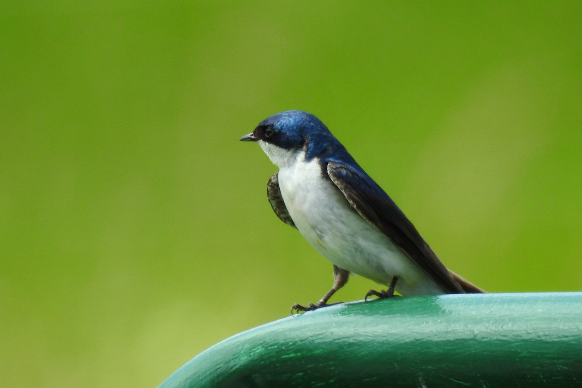 Tree Swallow - ML644376785