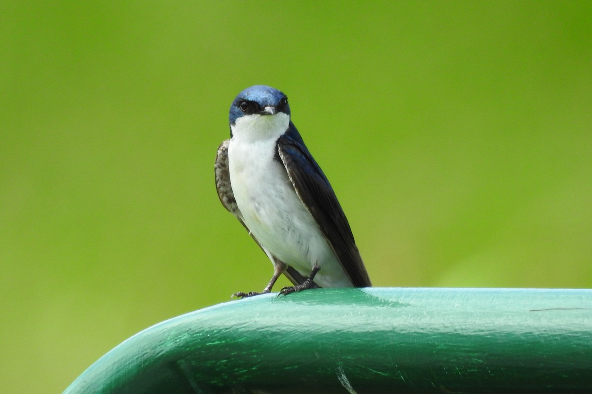 Tree Swallow - ML644376786