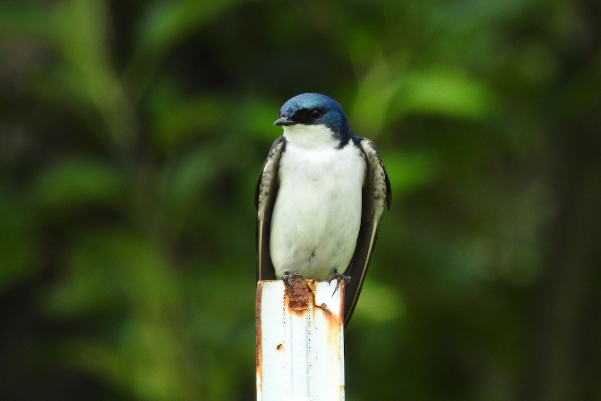 Tree Swallow - ML644376787