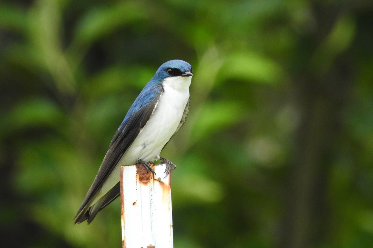 Tree Swallow - ML644376788