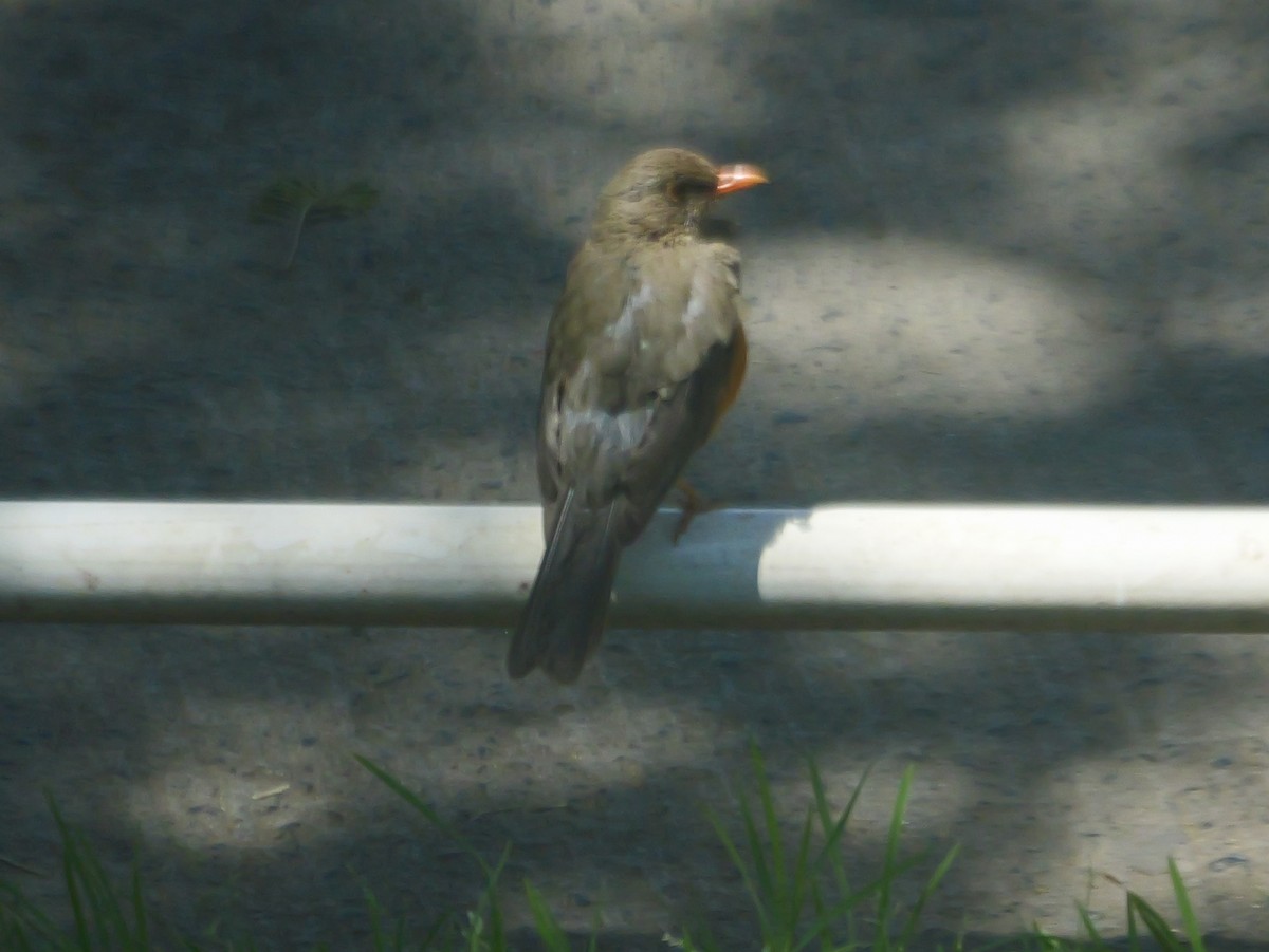 Abyssinian Thrush (Abyssinian) - ML644376789