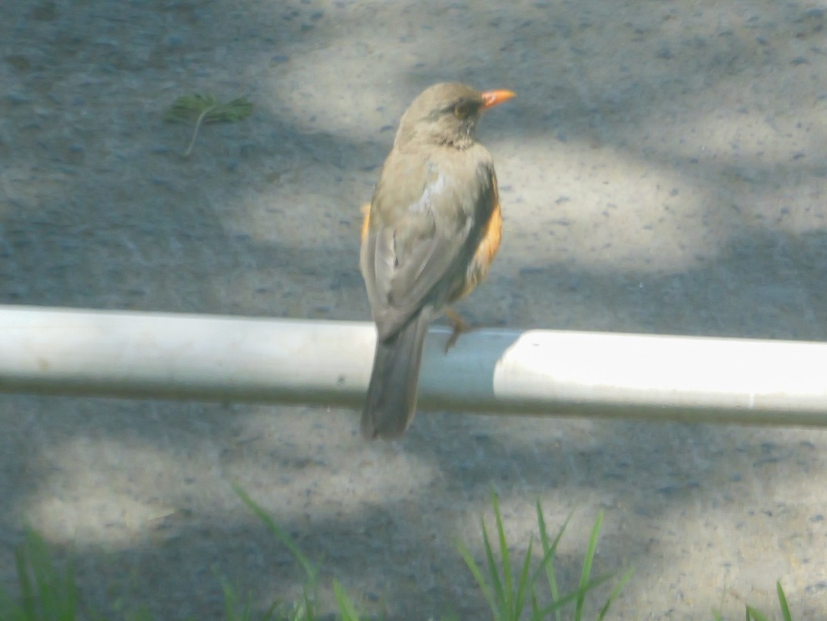 Abyssinian Thrush (Abyssinian) - ML644376790