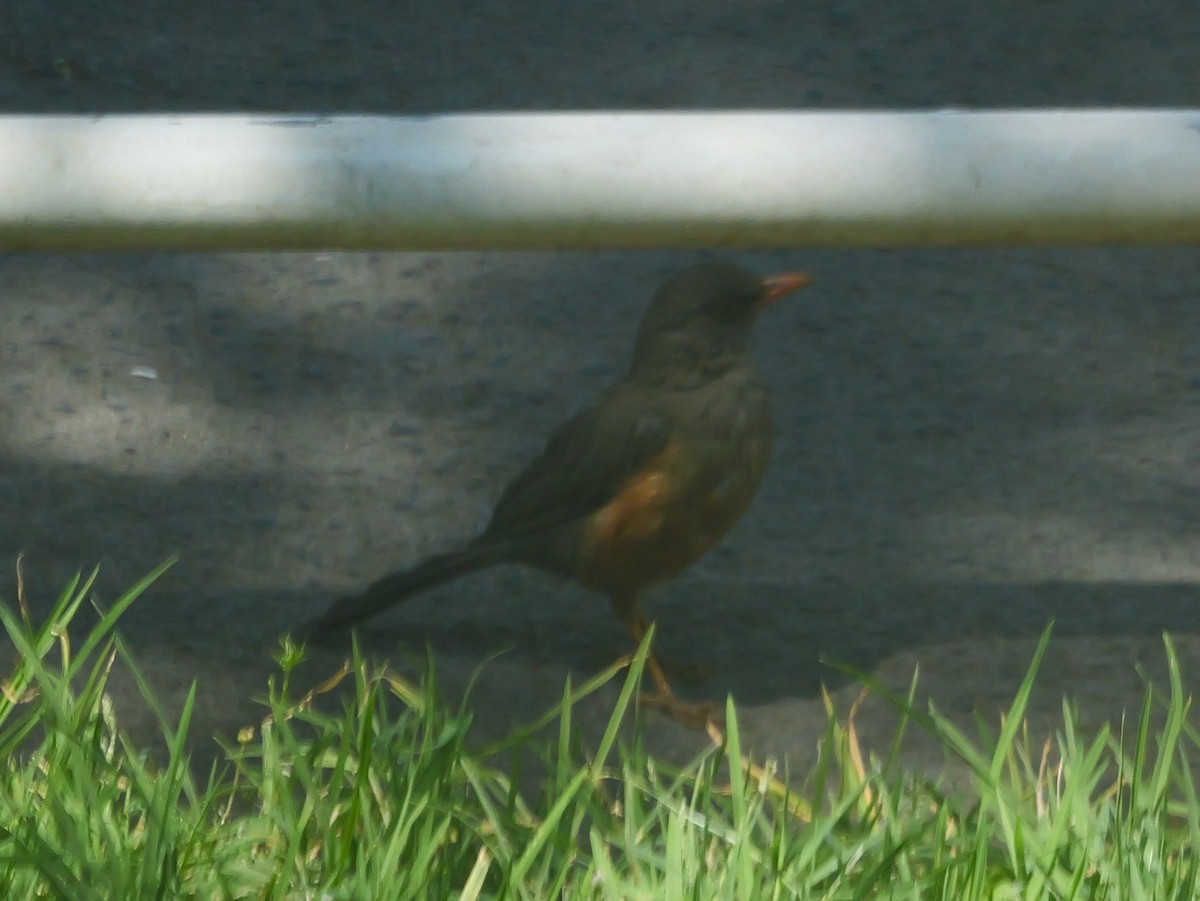 Abyssinian Thrush (Abyssinian) - ML644376791