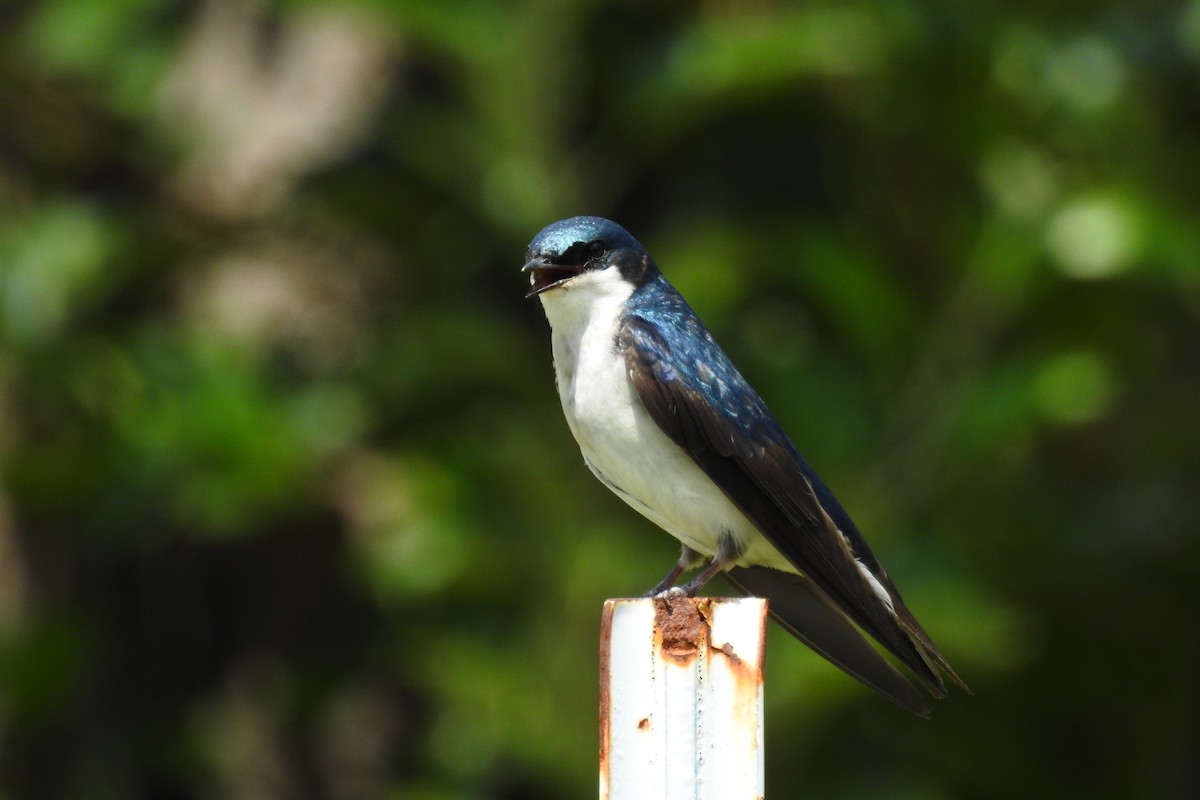 Tree Swallow - ML644376800