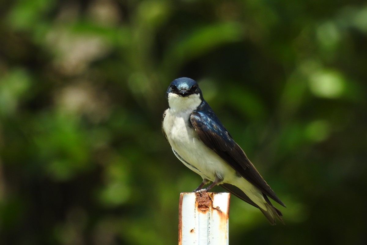 Tree Swallow - ML644376801