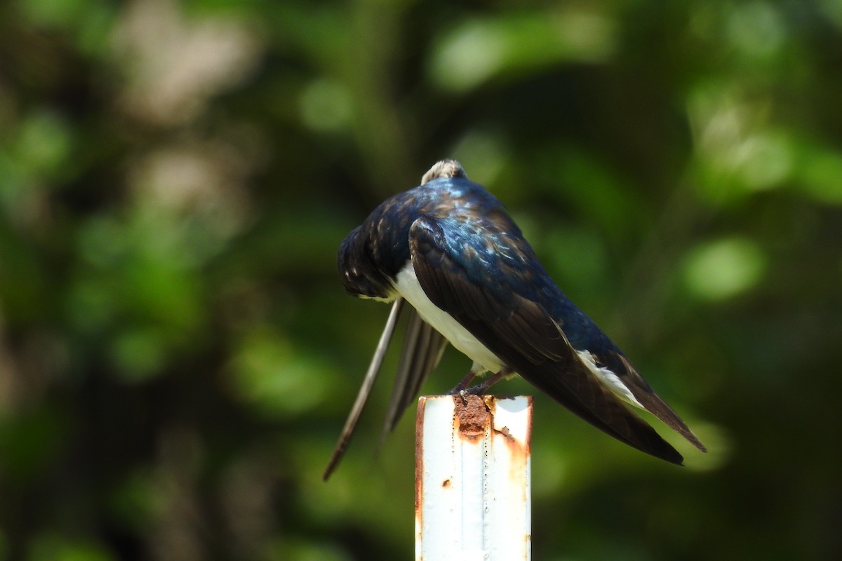 Tree Swallow - ML644376802