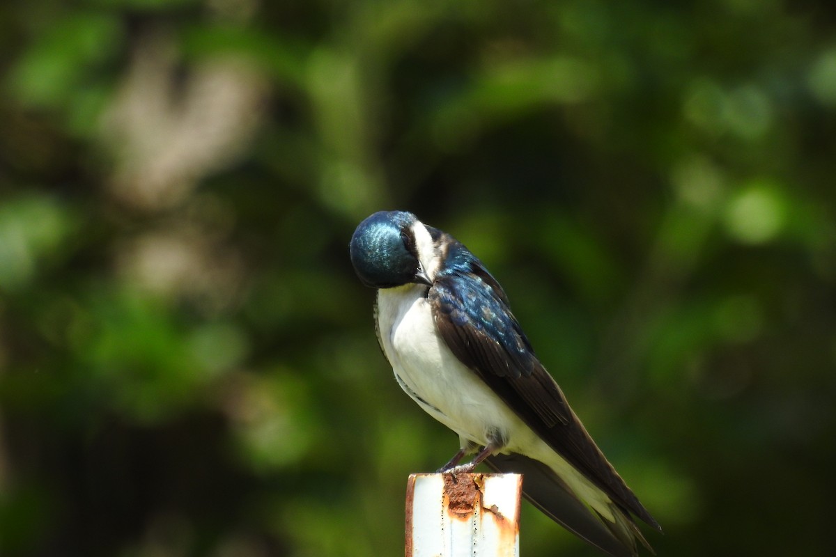 Tree Swallow - ML644376804