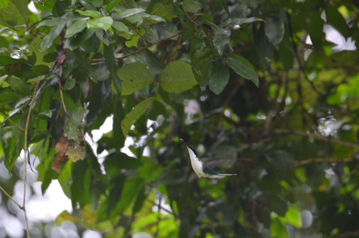 Purpurkron-Schmuckkolibri - ML644376808