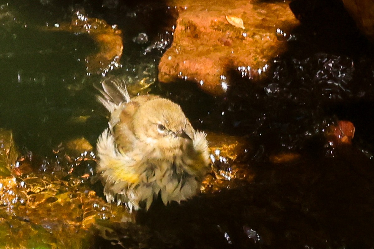 Yellow-rumped Warbler - ML644376809