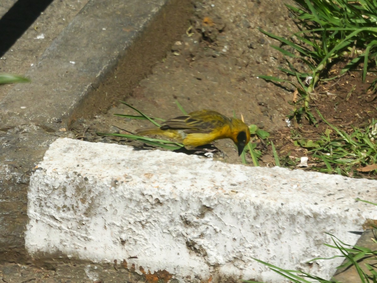 Baglafecht Weaver - ML644376813
