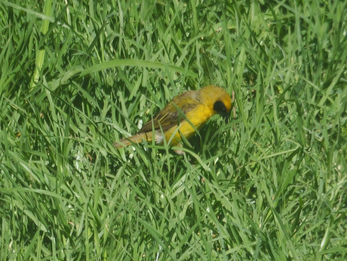 Baglafecht Weaver - ML644376816