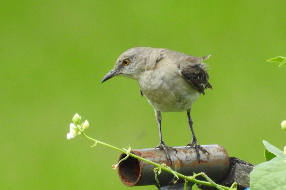 Northern Mockingbird - ML644376827
