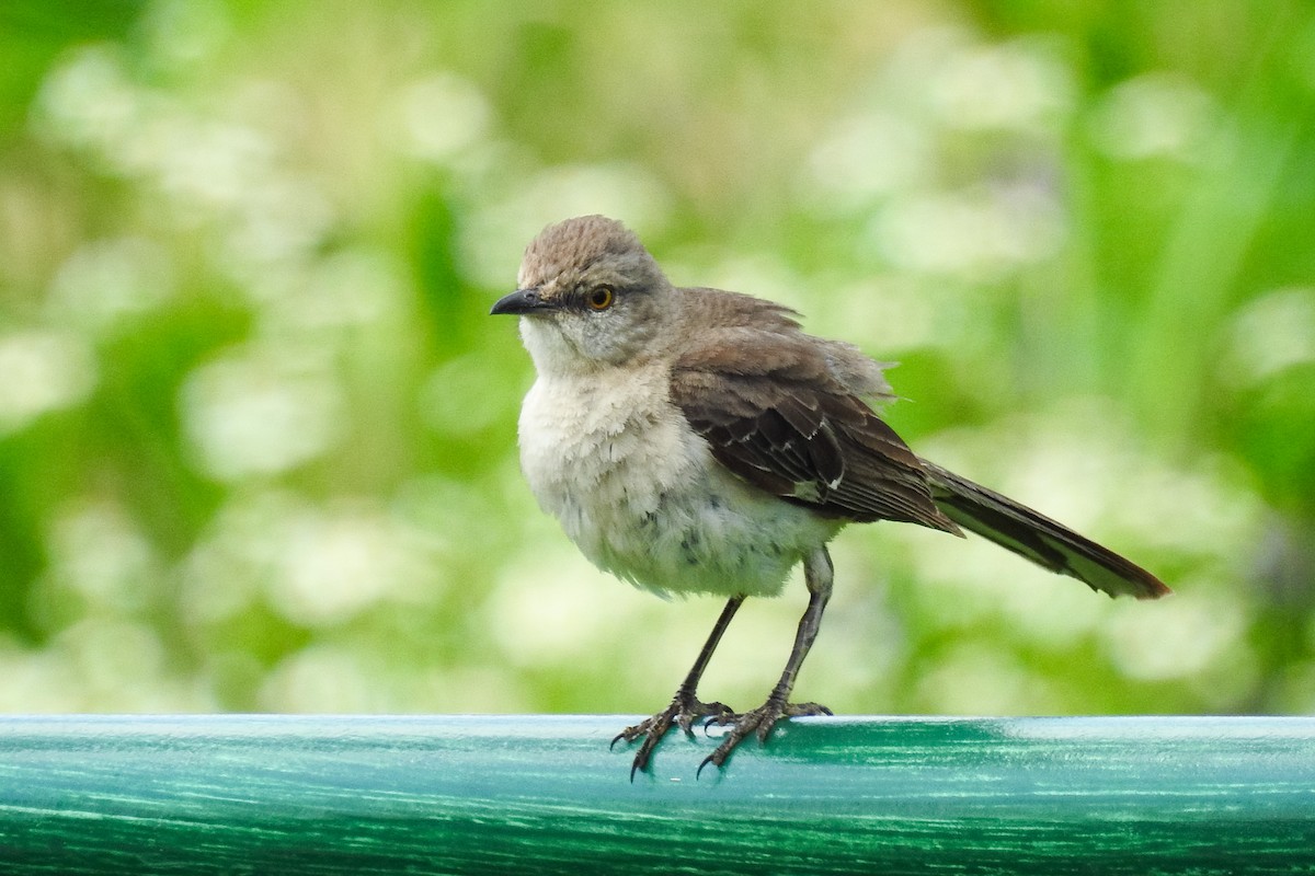 Northern Mockingbird - ML644376828