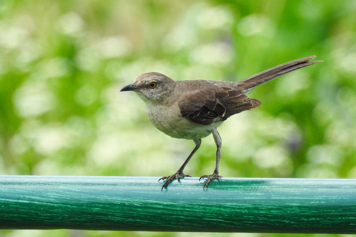 Northern Mockingbird - ML644376829