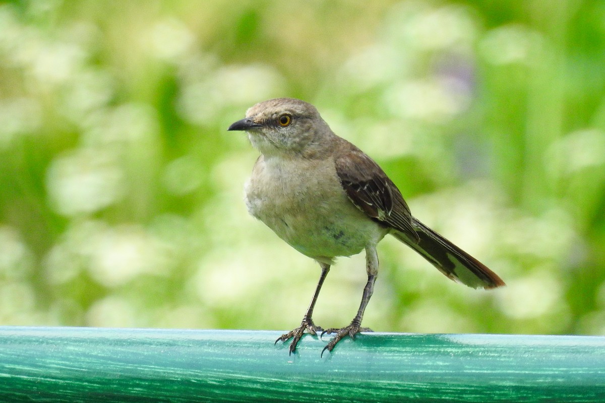 Northern Mockingbird - ML644376830