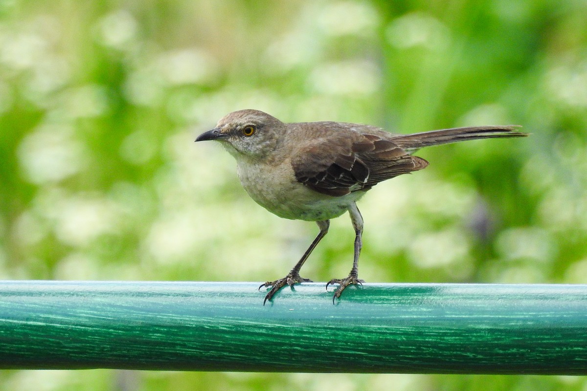 Northern Mockingbird - ML644376831